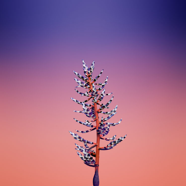 iOS_11_GM_Wallpaper_Flower_AECHMEA-740×740