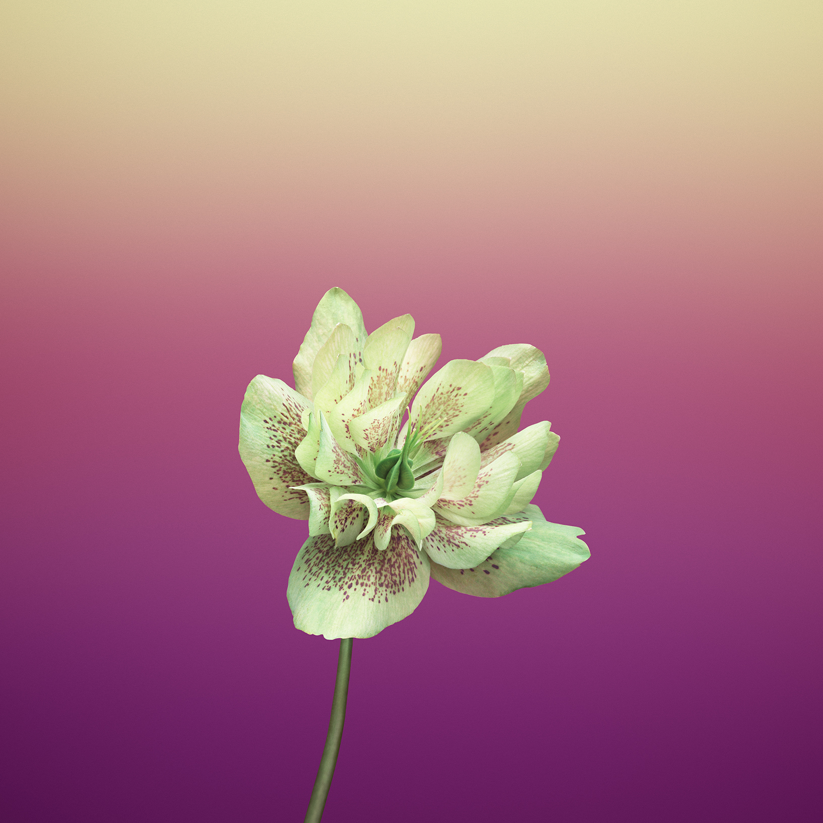 iOS_11_GM_Wallpaper_Flower_HELLEBORUS