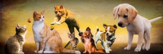 animals_dogs_cat_play_young_animals_puppy_jump_kitten-1390254