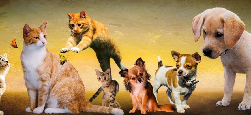 animals_dogs_cat_play_young_animals_puppy_jump_kitten-1390254
