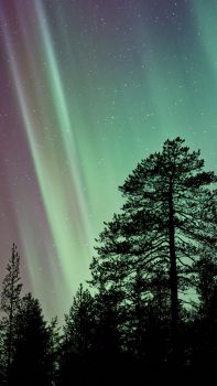 aurora-night-tree-nature-iphone-6-plus-576×1024