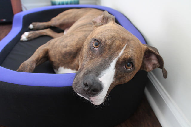 petrics-smart-pet-bed2-640×426-c
