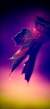 Amir-Khani-iPhone-X-9-473×1024