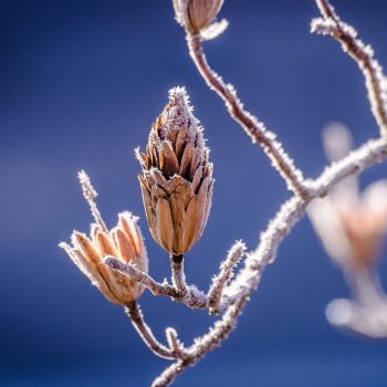 branch-winter-cold-snow-bokeh-nature-ipad-pro-768×768
