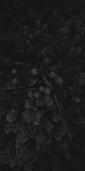 forest-iphone-wallpaper-paul-e-bhoy-768×1536