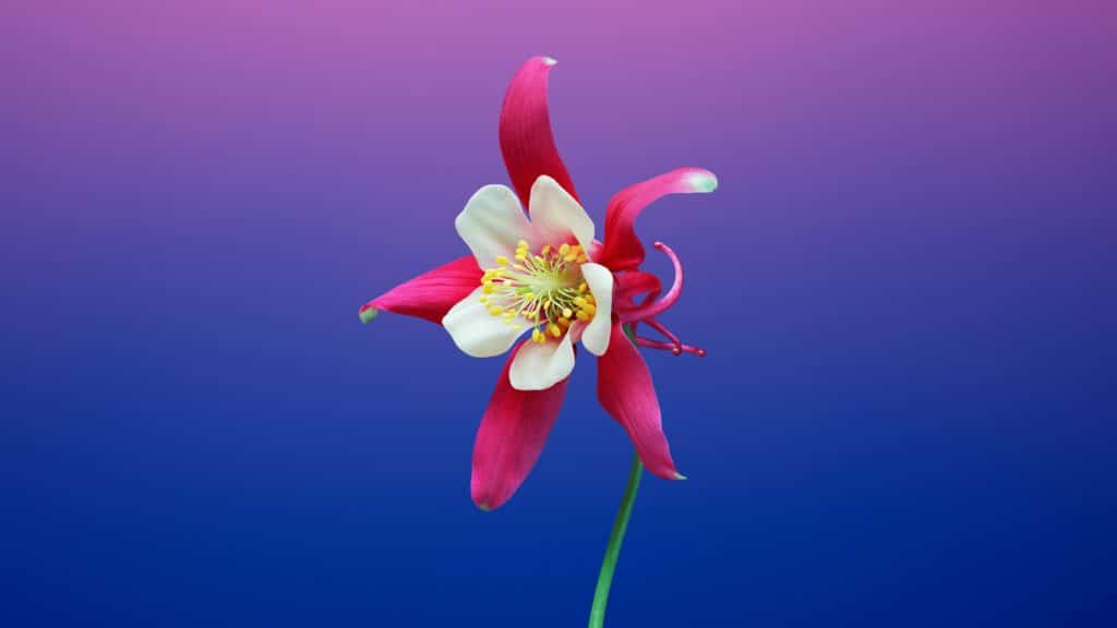 Flower-6-1024×576