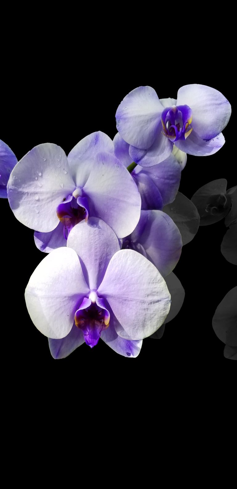 OLED-iphone-x-wallpaper-orchids-768×1579
