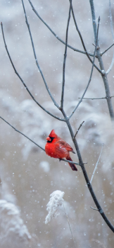 Winter-iPhone-XS-Max-wallpaper-unsplash-Ray-Hennessey-768×1662