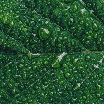 green-leaf-rain-nature-tree-ipad-pro-1472×1472