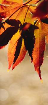 autumn-iphone-xs-max-wallpaper-by-Timothy-Eberly-768×1662
