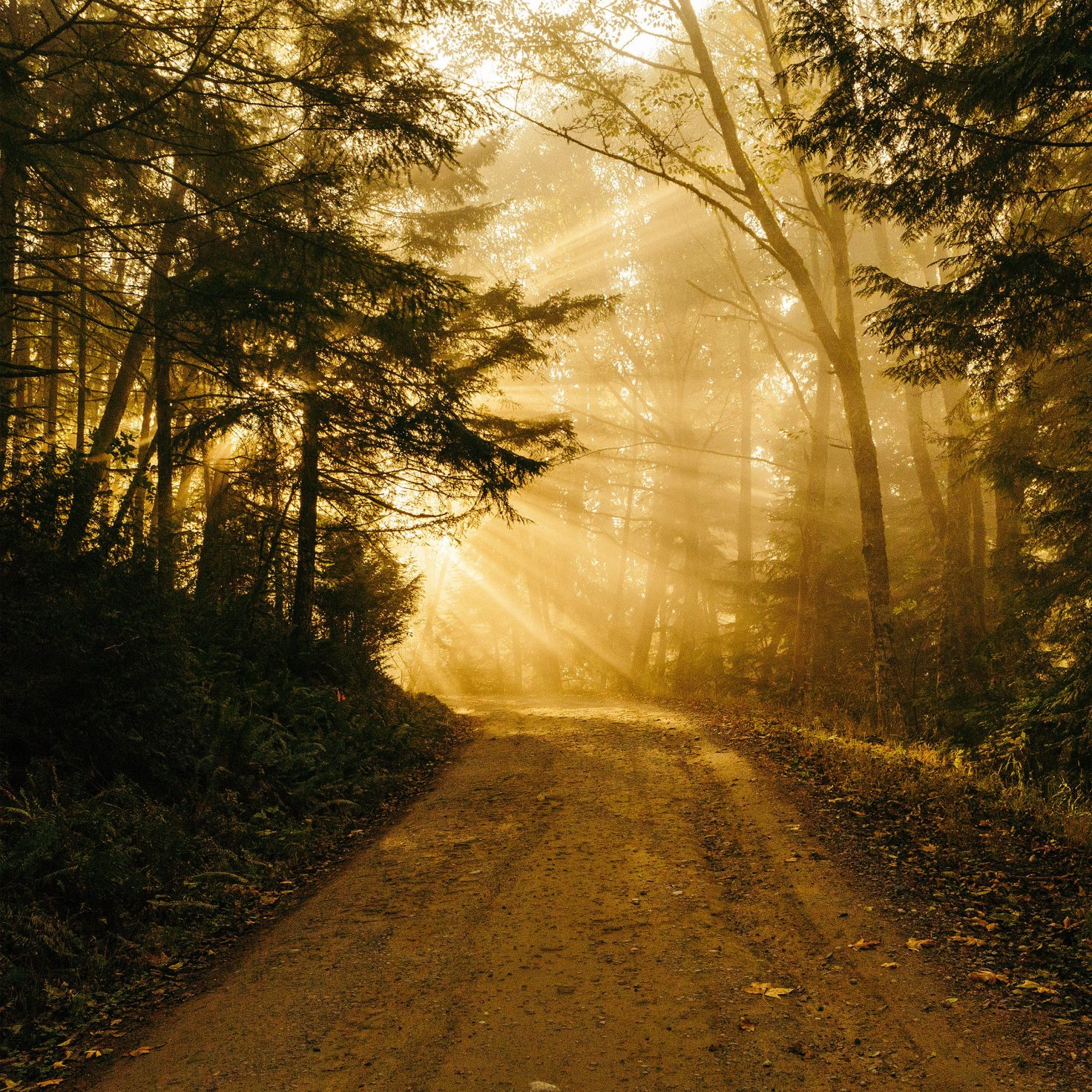 iPad-Pro-gold-forest-wallpaper-idownloadblog-1472×1472