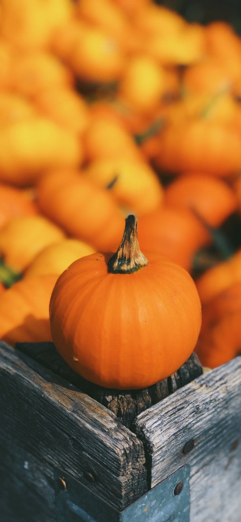 pumpkin-orange-autumn-aaron-burden-idownloadblog-iphone-xs-max-wallpaper-768×1662