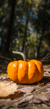 woods-pumpkin-fall-autumn-orange-iphone-xs-max-wallpaper-steve-halama-768×1662