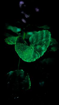 OLED-wallpaper-idownloadblog-green-water-leaf-plant