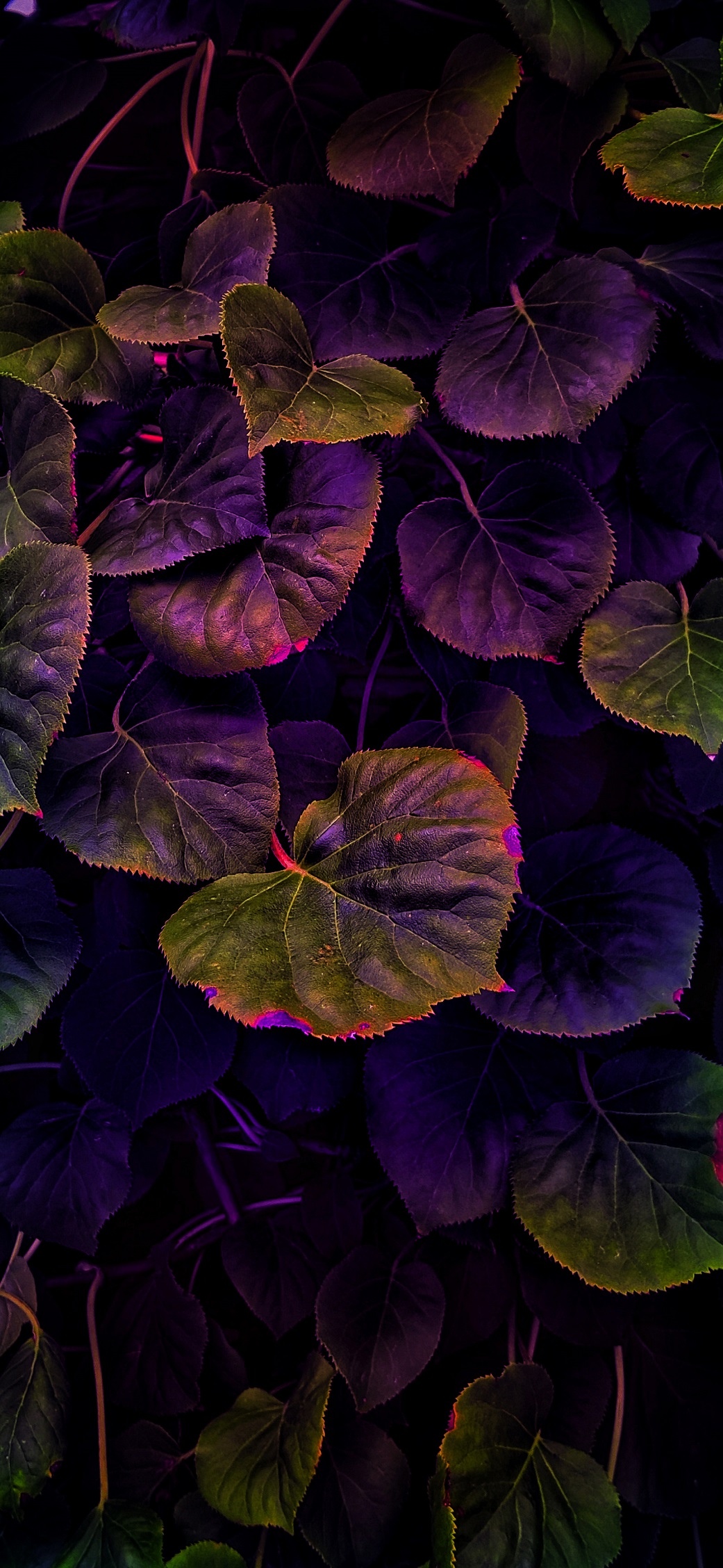 Nature-photography-iPhone-wallpaper-wallsbyjfl-HDR-purple