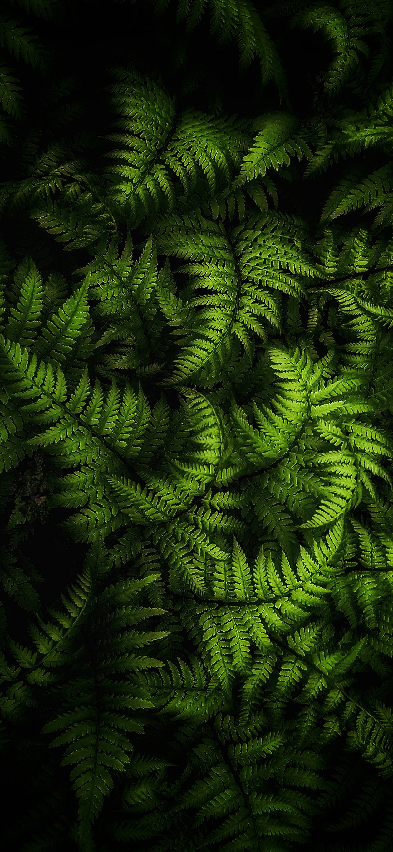Nature-photography-iPhone-wallpaper-wallsbyjfl-ferns-highlight