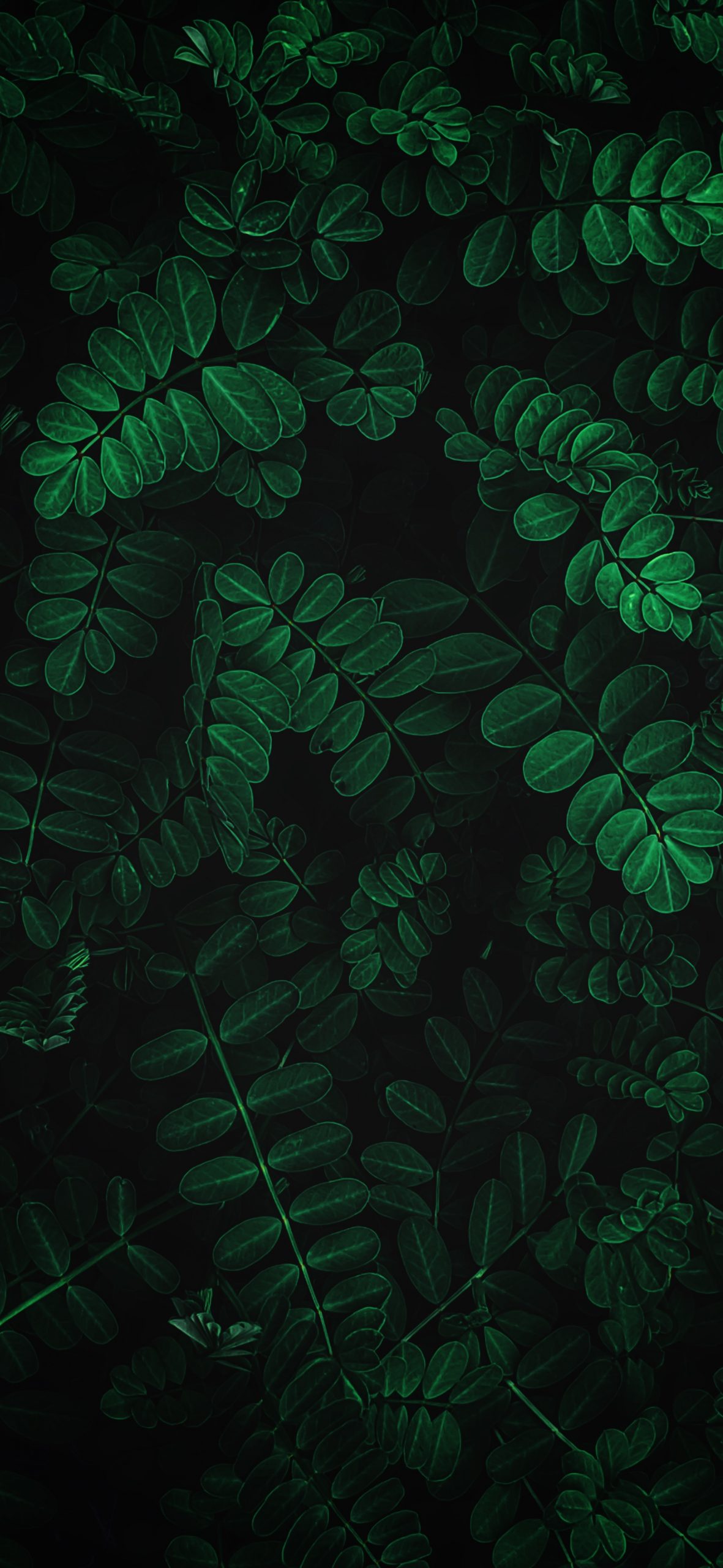 Nature-photography-iPhone-wallpaper-wallsbyjfl-ferns