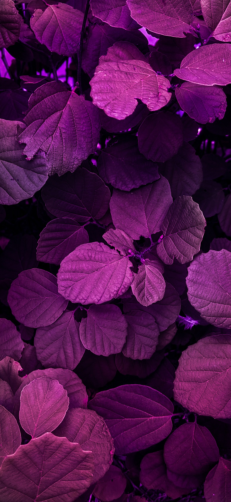 Nature-photography-iPhone-wallpaper-wallsbyjfl-magenta-leaves
