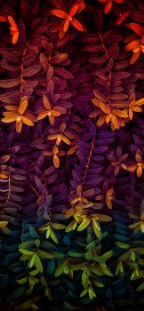 Nature-photography-iPhone-wallpaper-wallsbyjfl-multicolor-leaves
