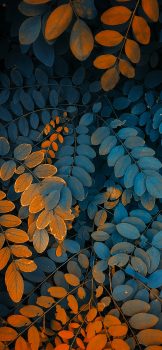 Nature-photography-iPhone-wallpaper-wallsbyjfl-orange-green-fern