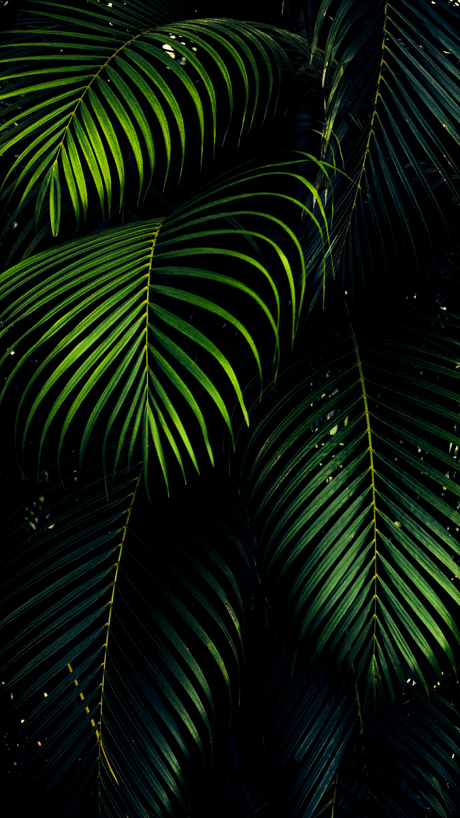 OLED-iPhone-11-Pro-green-wallpaper-iDownloadBlog-fern