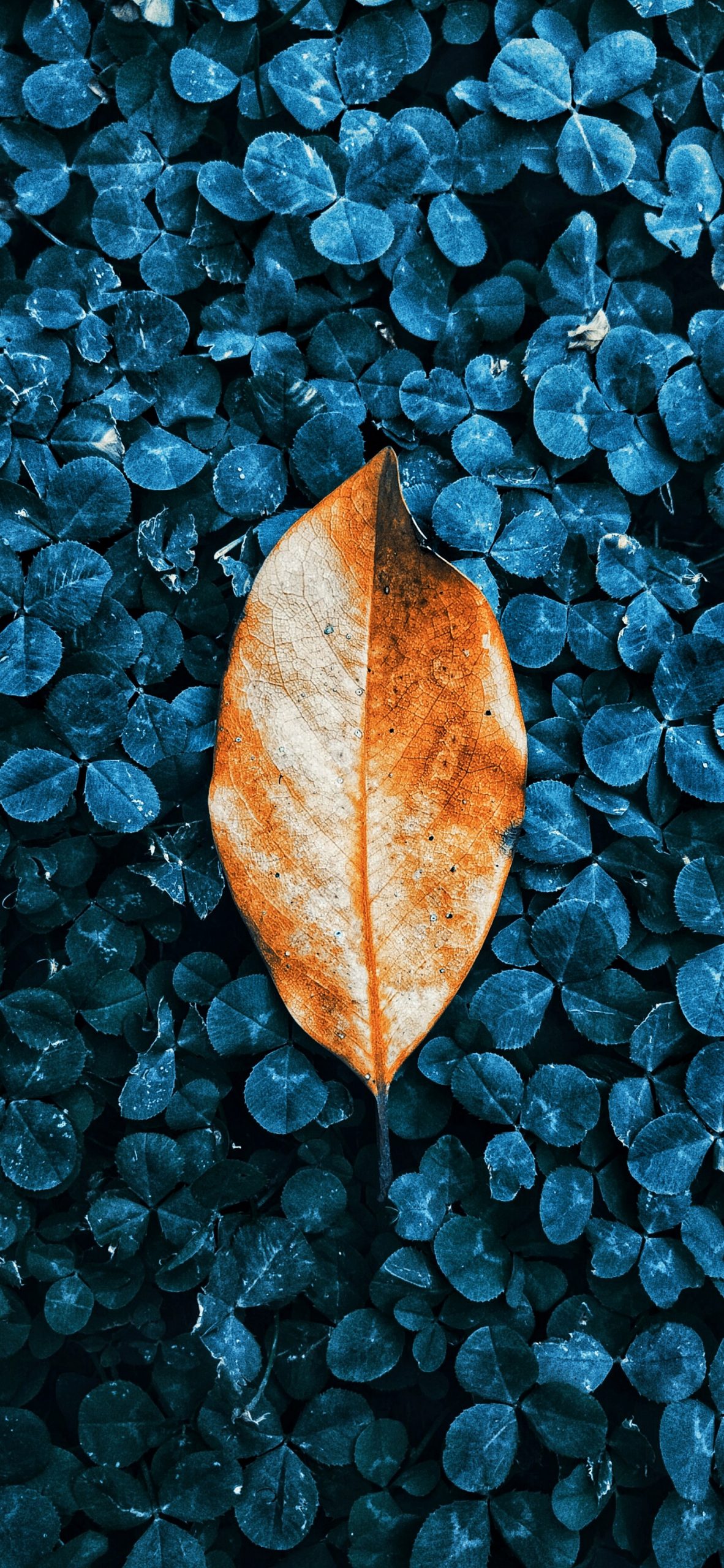 Fall-leaves-iPhone-wallpaper-wallsbyjfl-2
