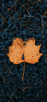 Fall-leaves-iPhone-wallpaper-wallsbyjfl-3
