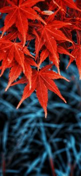 Fall-leaves-iPhone-wallpaper-wallsbyjfl-4