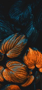 Fall-leaves-iPhone-wallpaper-wallsbyjfl-6