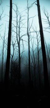 Halloween-iphone-wallpaper-spooky-woods-idownloadblog-jack-cain
