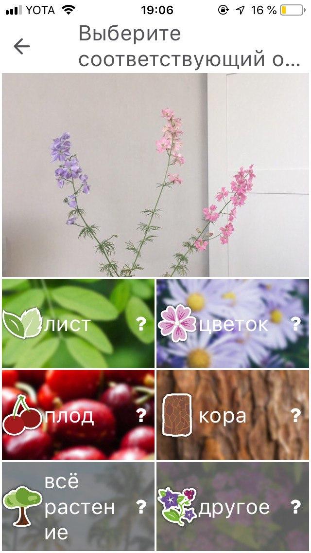 3 приложения, которые помогут распознать растения по фото (5)