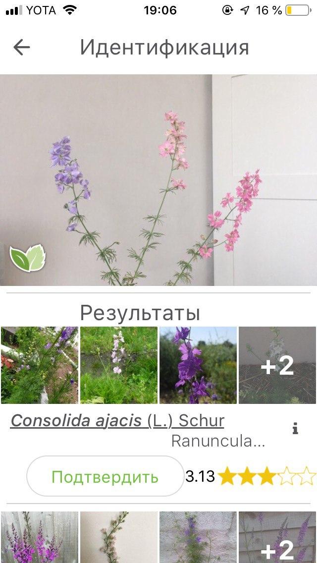 3 приложения, которые помогут распознать растения по фото (6)