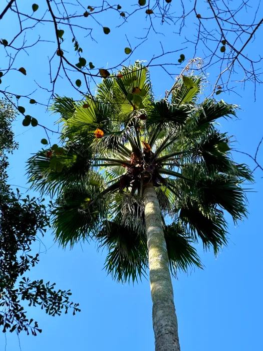 iPhone-14-Pro-palm-tree-1