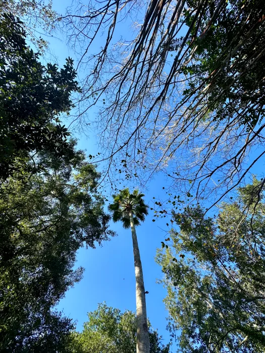 iPhone-14-Pro-palm-tree-2