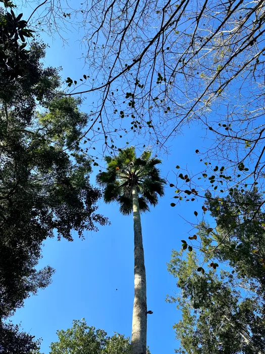 iPhone-14-Pro-palm-tree-3