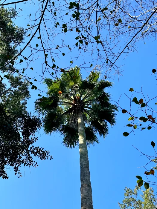 iPhone-14-Pro-palm-tree-4