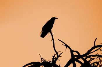 Crow-spooky-wallpaper-by-Alexander-Sinn