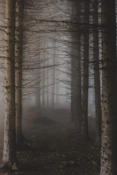 Fog-trees-wallpaper-by-Filip-Zrnzevic