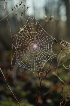 Spider-web-wallpaper-by-Robert-Anasch