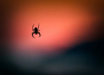 Spooky-spider-wallpaper-Vidar-Nordli-Mathisen